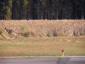 Canguro saltando más allá de una luz de pista en la Gold Coast de Australia